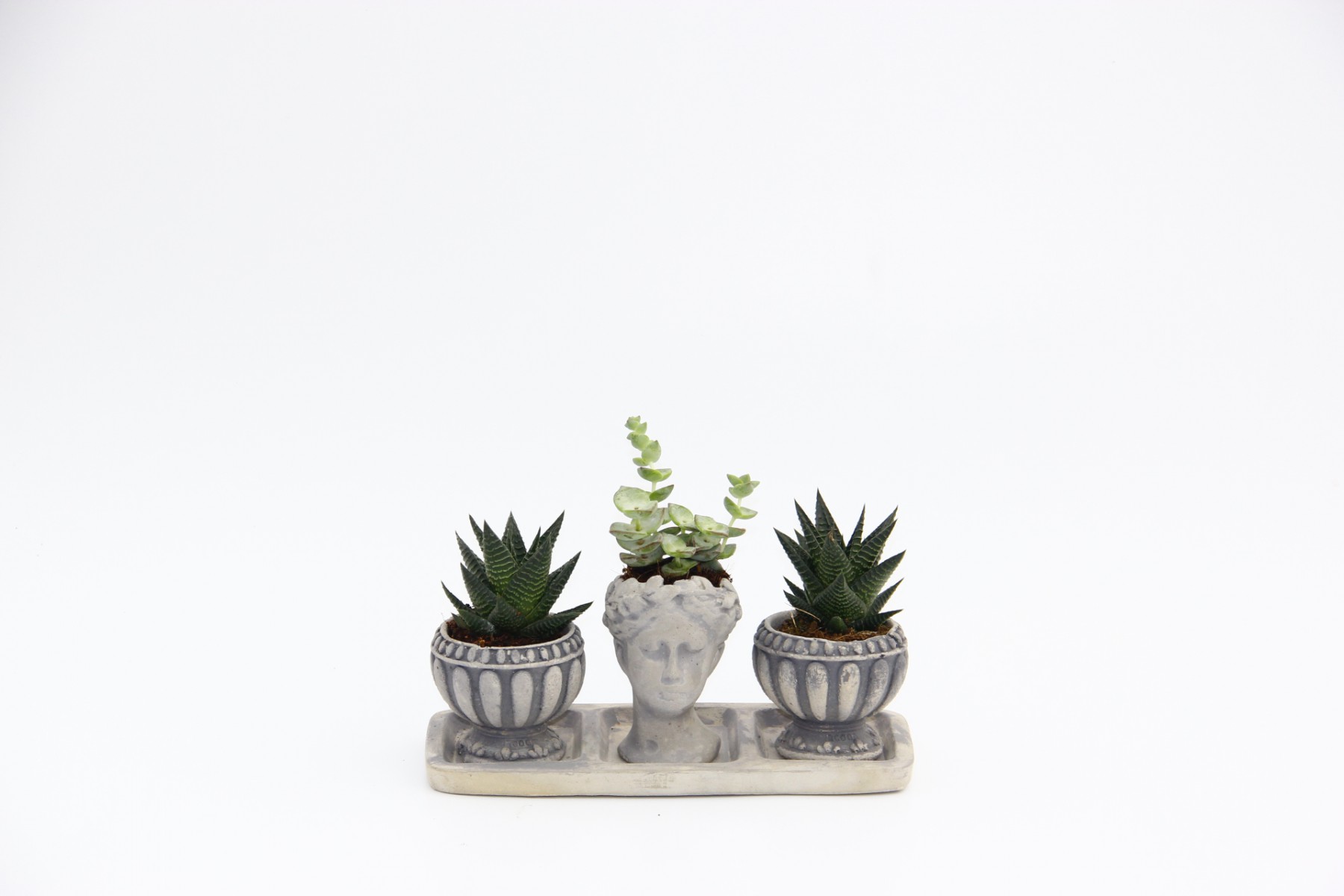 TRİO HELEN GRİ SUKULENT SETİ - Haworthia Limifolia, Crassula