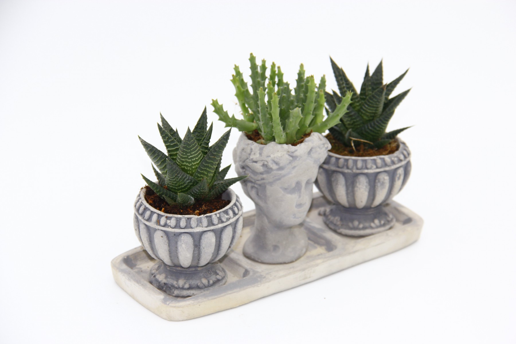 TRİO HELEN GRİ SUKULENT SETİ - Haworthia Limifolia, Huernia