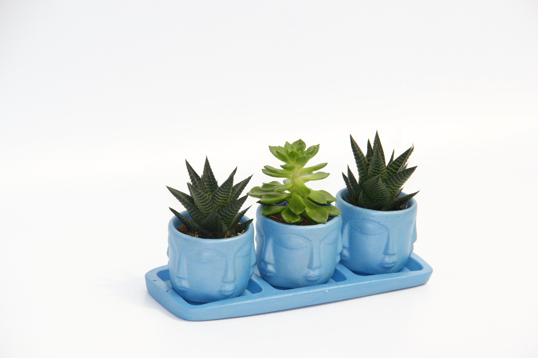 TRİO MAVİ ADLER SUKULENT SETİ - Haworthia Limifolia, Echeveria