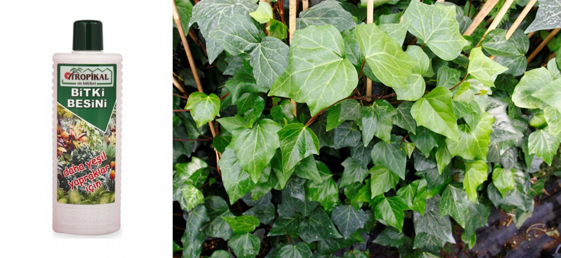 TROPİKAL BİTKİ BESİNİ 3 ADET - YEŞİL YAPRAKLAR İÇİN 1000 ML