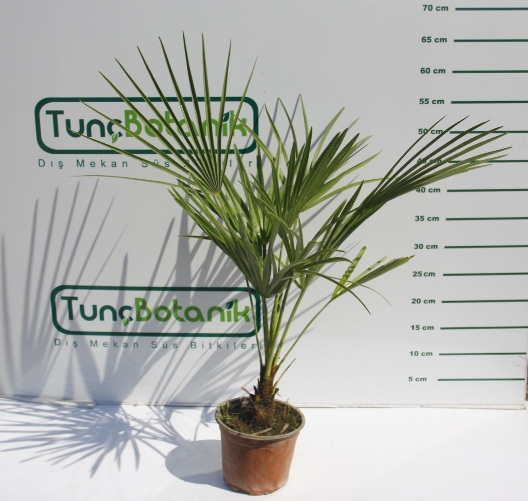 TÜYLÜ PALMİYE FİDANI 30-40 cm 3 ADET / Chamaerops Excelsa