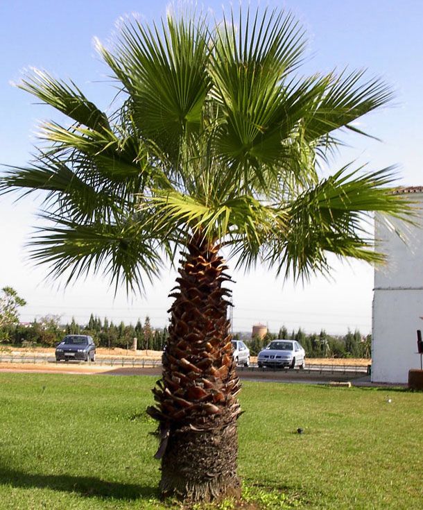 TÜYLÜ PALMİYE FİDANI 30-40 cm 3 ADET / Chamaerops Excelsa