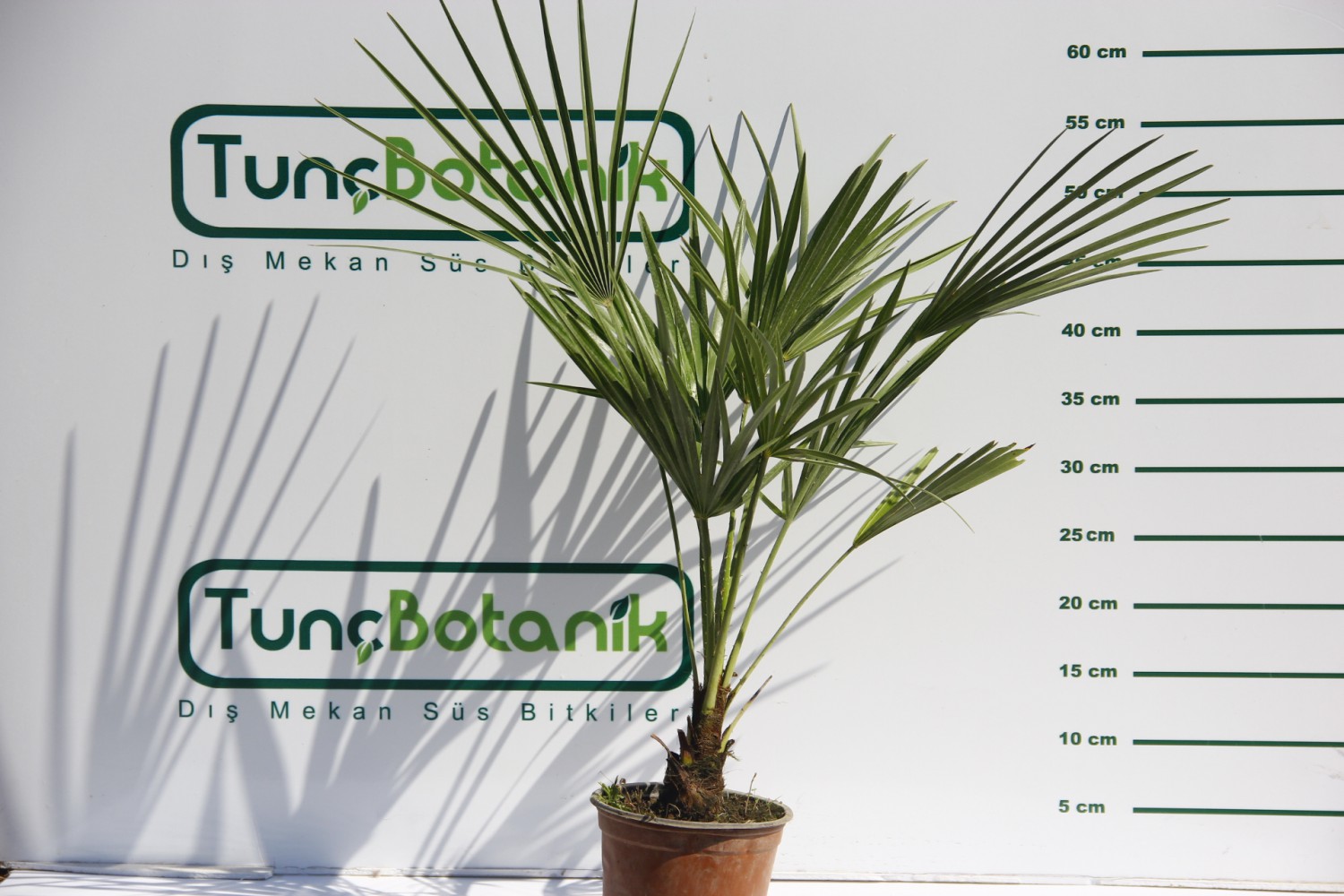 TÜYLÜ PALMİYE FİDANI 30-40 cm / Chamaerops Excelsa