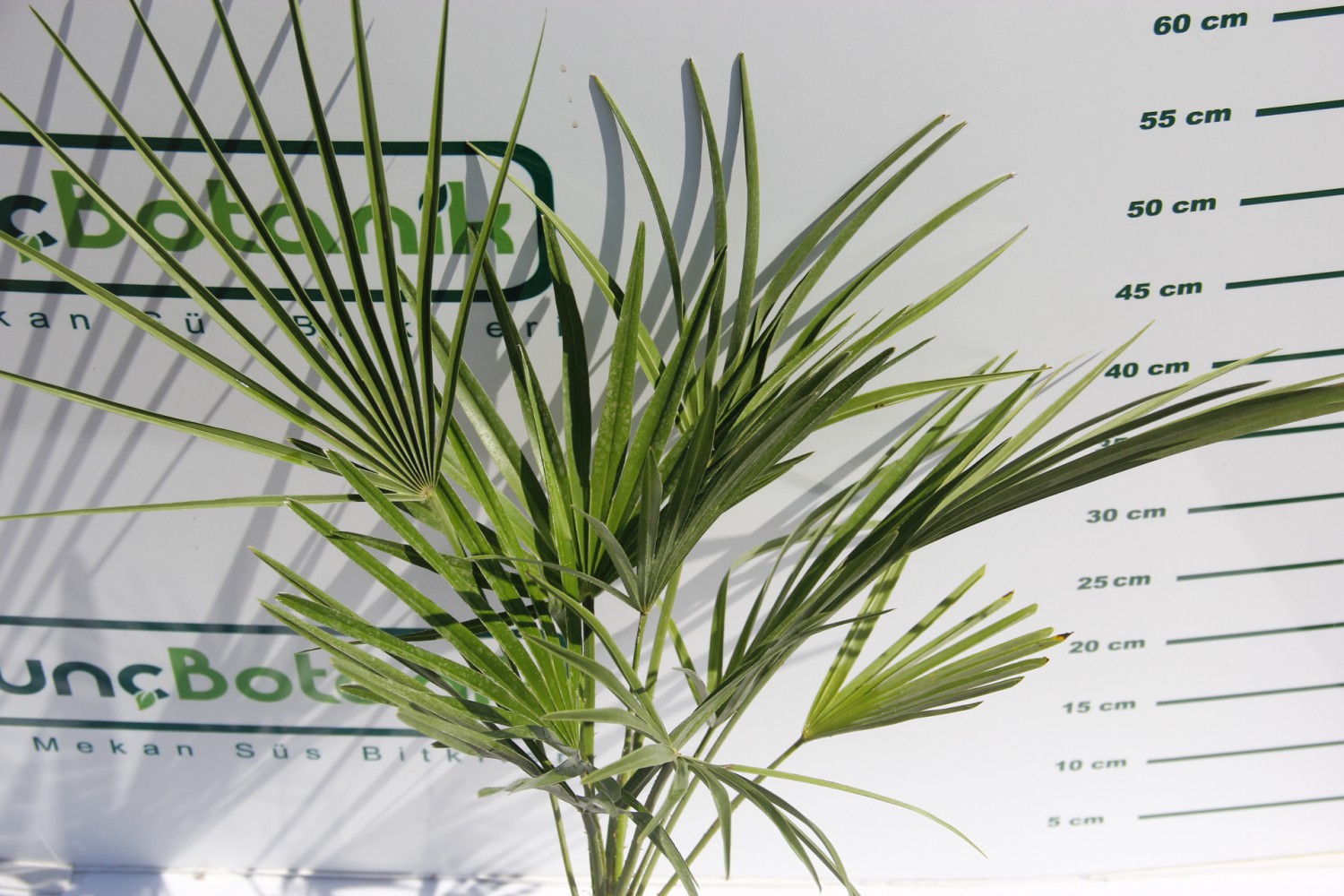 TÜYLÜ PALMİYE FİDANI 30-40 cm / Chamaerops Excelsa