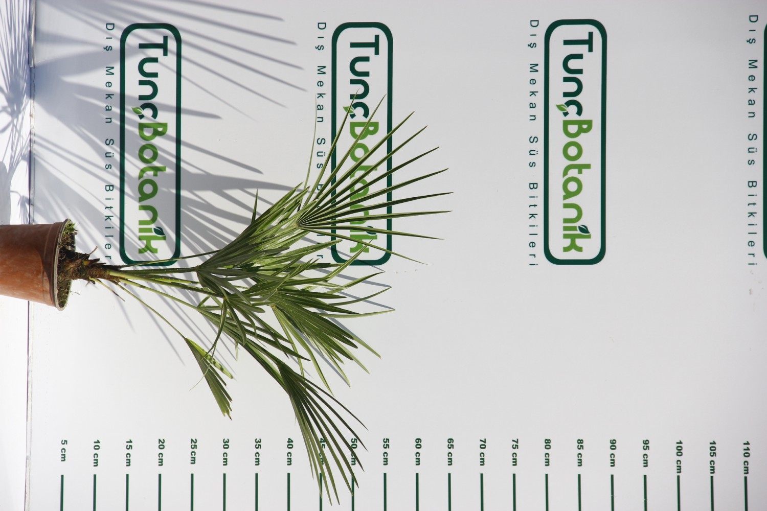 TÜYLÜ PALMİYE FİDANI 30-40 cm / Chamaerops Excelsa