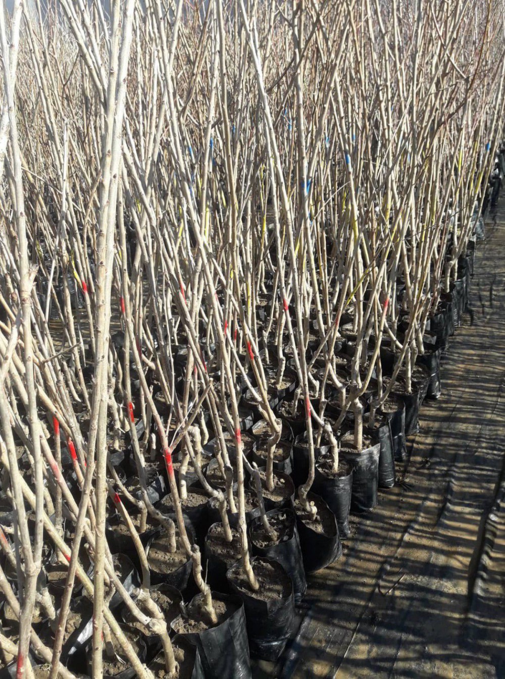 VENÜS NEKTARİN FİDANI - AŞILI ve TÜPLÜ