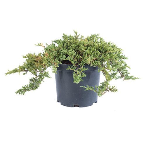 YAYILICI ARDIÇ FİDANI 10 ADET - YER ÖRTÜCÜ SÜS BİTKİSİ