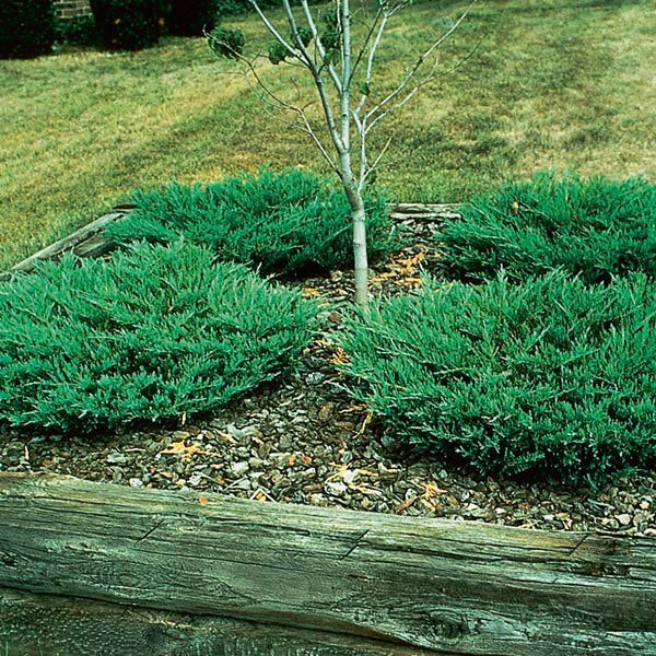 YAYILICI ARDIÇ FİDANI 10 ADET - YER ÖRTÜCÜ SÜS BİTKİSİ