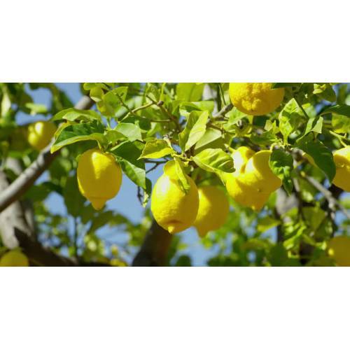 YEDİVEREN LİMON FİDANI 2 ADET - 3 YAŞ TÜPLÜ FİDAN