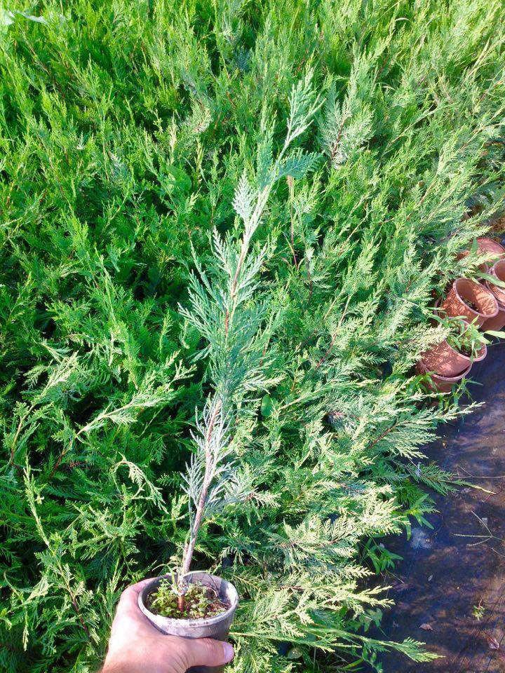 YEŞİL LEYLANDİ 20 ADET - AŞILI ÇİT BİTKİSİ YEŞİL LEYLANDİ 20 ADET - AŞILI ÇİT BİTKİSİ