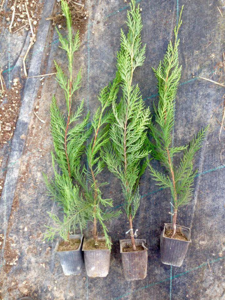 YEŞİL LEYLANDİ 20 ADET - AŞILI ÇİT BİTKİSİ YEŞİL LEYLANDİ 20 ADET - AŞILI ÇİT BİTKİSİ