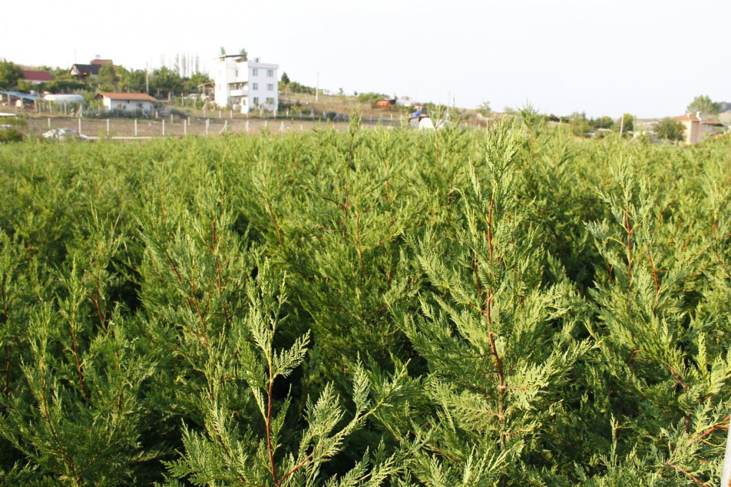 YEŞİL LEYLANDİ 5 ADET- AŞILI ÇİT BİTKİSİ 1-1.5 Metre