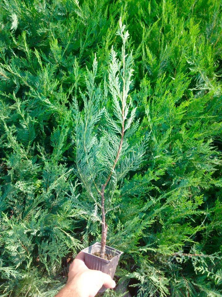 YEŞİL LEYLANDİ 5 ADET - AŞILI ÇİT BİTKİSİ YEŞİL LEYLANDİ 5 ADET - AŞILI ÇİT BİTKİSİ