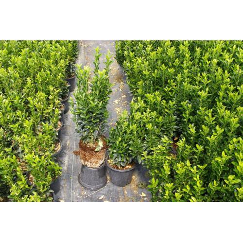 YEŞİL SÜTUN TAFLAN - DEKORATİF ÇİT BİTKİSİ 30 ADET