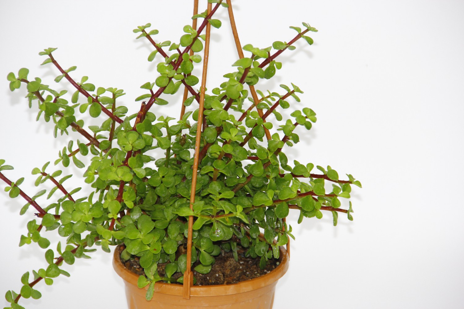 YEŞİM AĞACI 5 ADET Crassula Portulacaria - ASKILI SAKSIDA HEDİYELİK