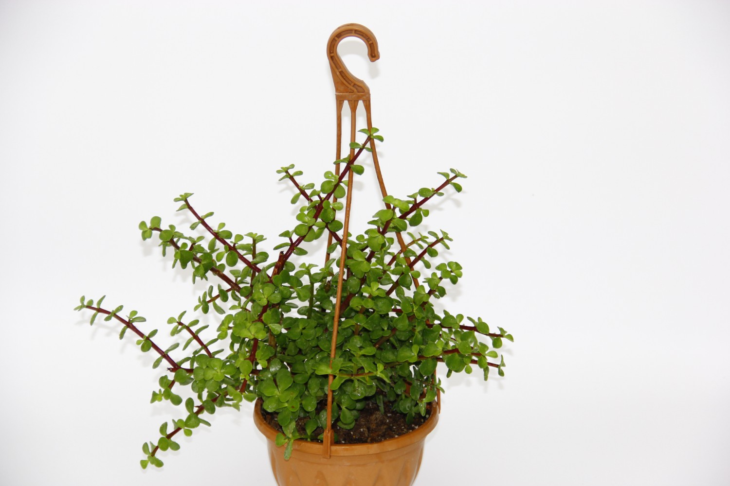 YEŞİM AĞACI 5 ADET Crassula Portulacaria - ASKILI SAKSIDA HEDİYELİK