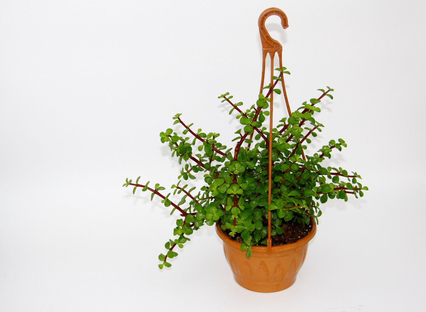 YEŞİM AĞACI 5 ADET Crassula Portulacaria - ASKILI SAKSIDA HEDİYELİK