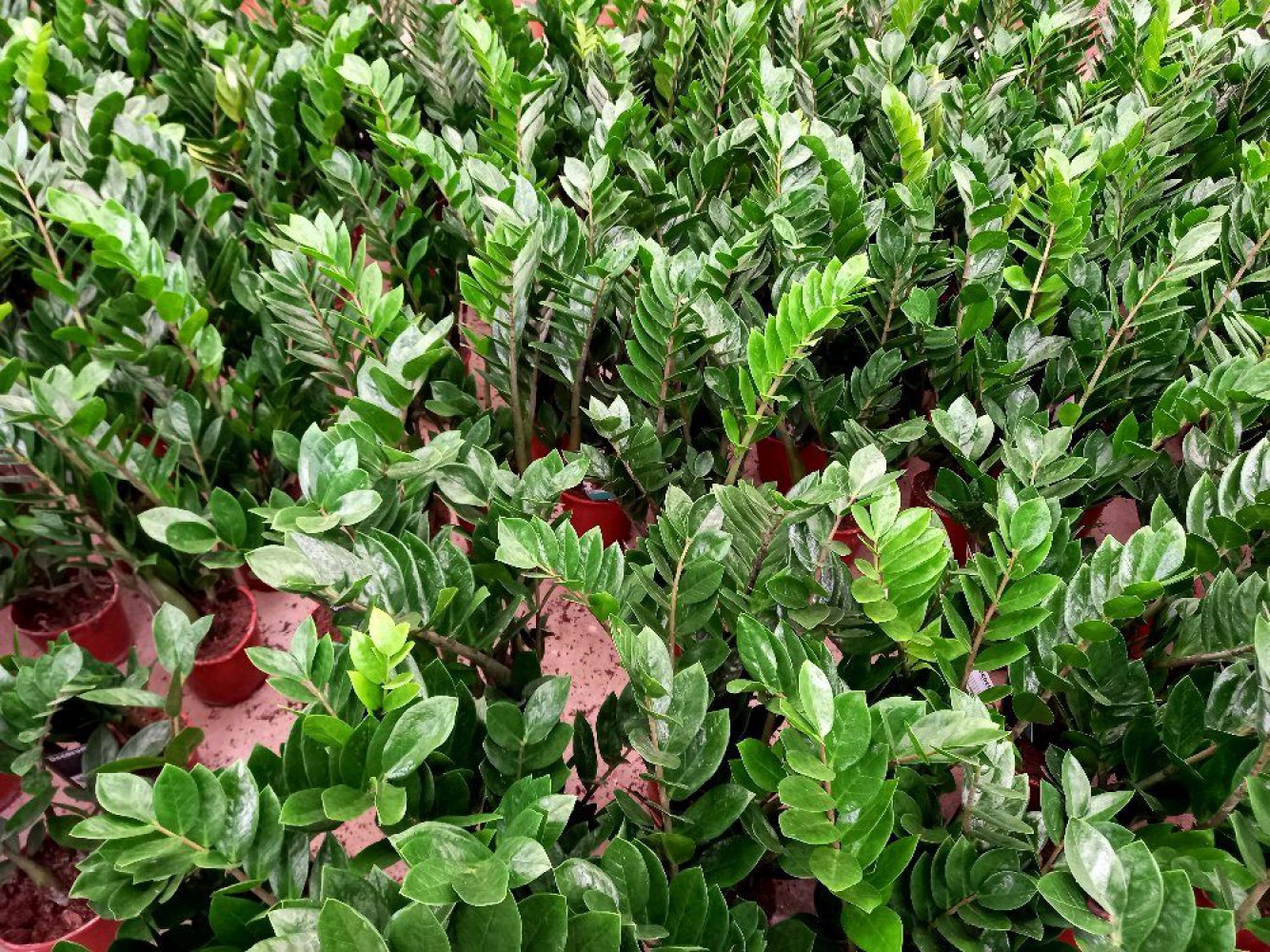 ZAMİA BİTKİSİ / ZEZE ÇİÇEĞİ 2 ADET HEDİYELİK ZAMİA BİTKİSİ / ZEZE ÇİÇEĞİ 2 ADET HEDİYELİK