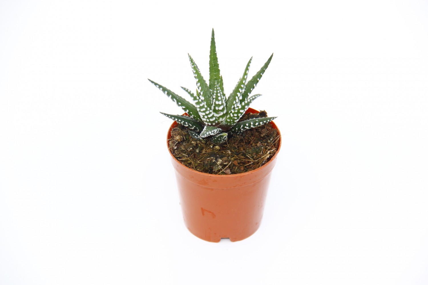 ZEBRA KAKTÜS 10 ADET - Haworthia Fasciata