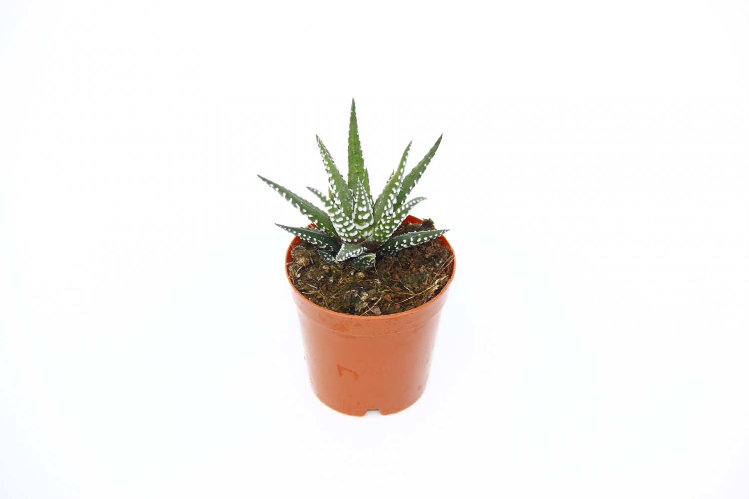 ZEBRA KAKTÜS 10 ADET - Haworthia Fasciata