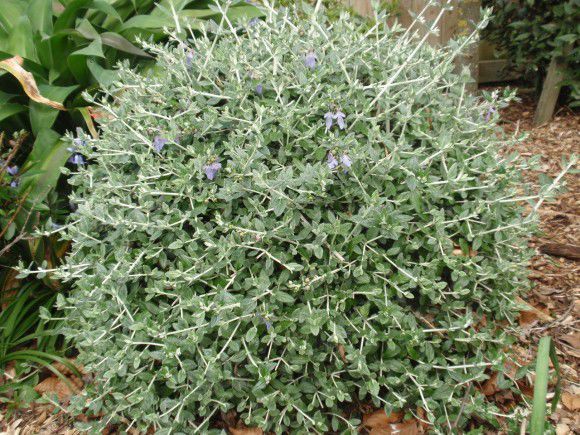 ZEYTİN ÇALISI 100 ADET ÇİT BİTKİSİ 'Teacrium Fruticans'