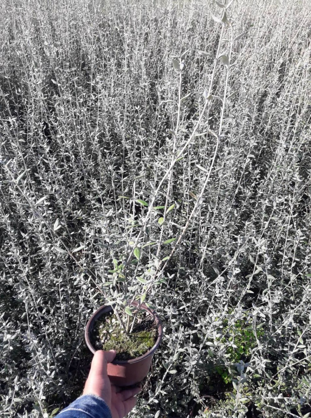 ZEYTİN ÇALISI 100 ADET ÇİT BİTKİSİ 'Teacrium Fruticans'