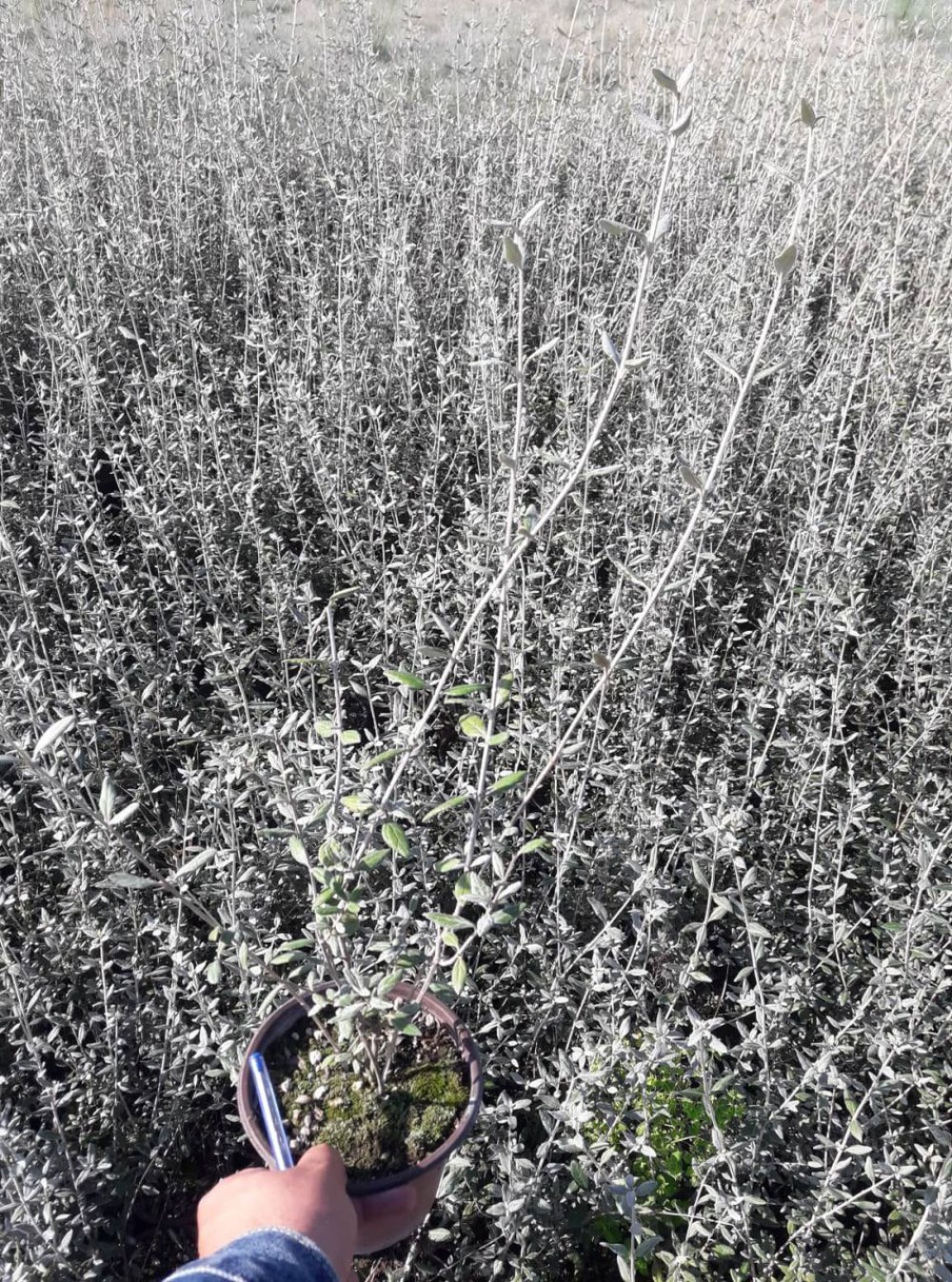 ZEYTİN ÇALISI 100 ADET ÇİT BİTKİSİ 'Teacrium Fruticans'