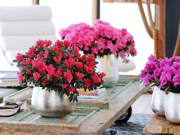 Açelya – Azalea -Pembe Açelya – Azalea -Pembe