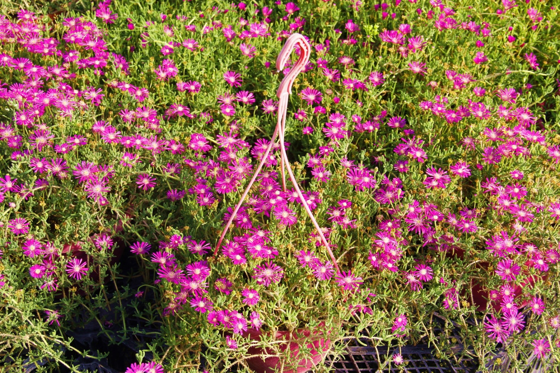 ACEM HALISI 2 ADET - PEMBE ASKILI SAKSIDA HEDİYELİK