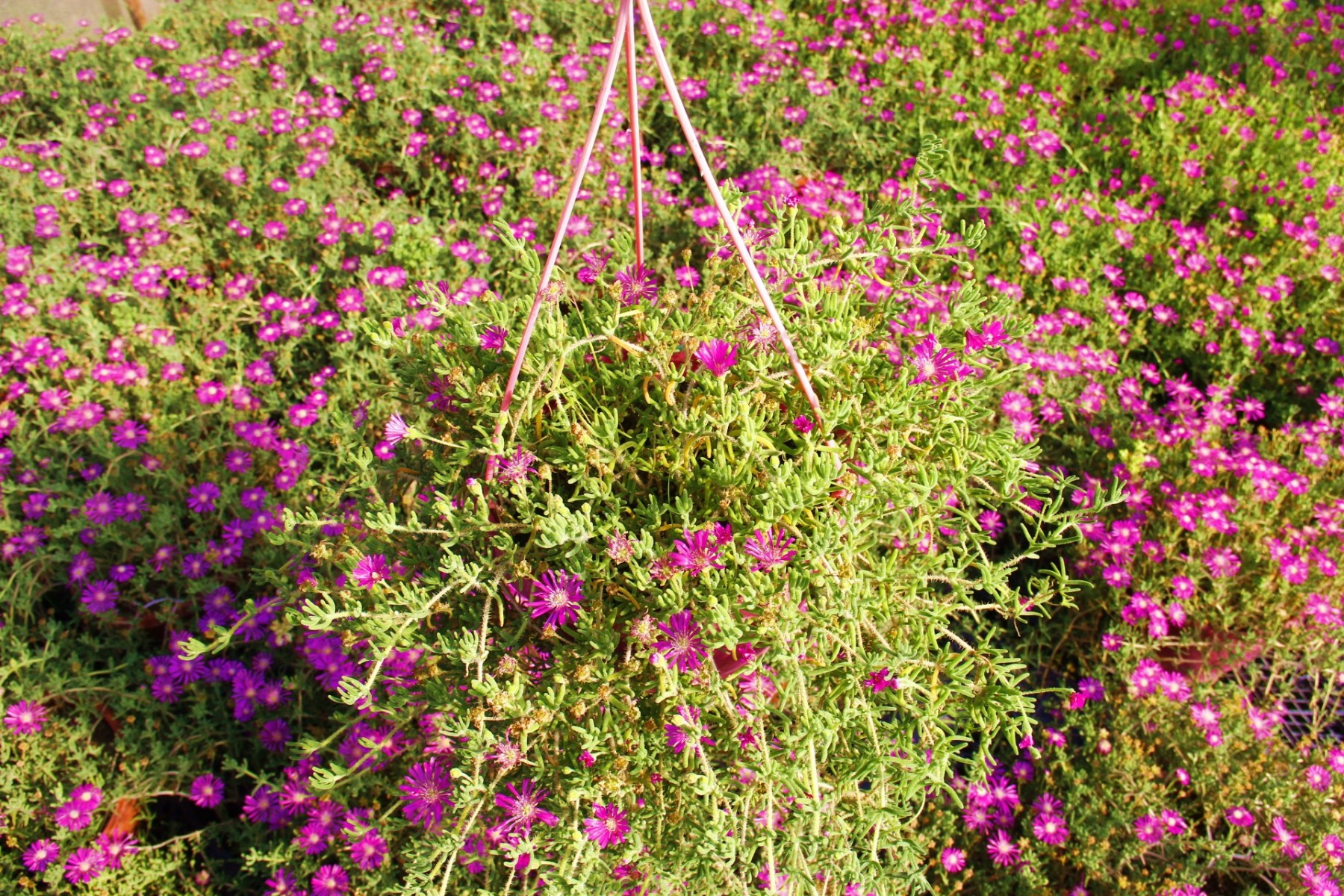 ACEM HALISI 5 ADET - ASKILI SAKSIDA HEDİYELİK