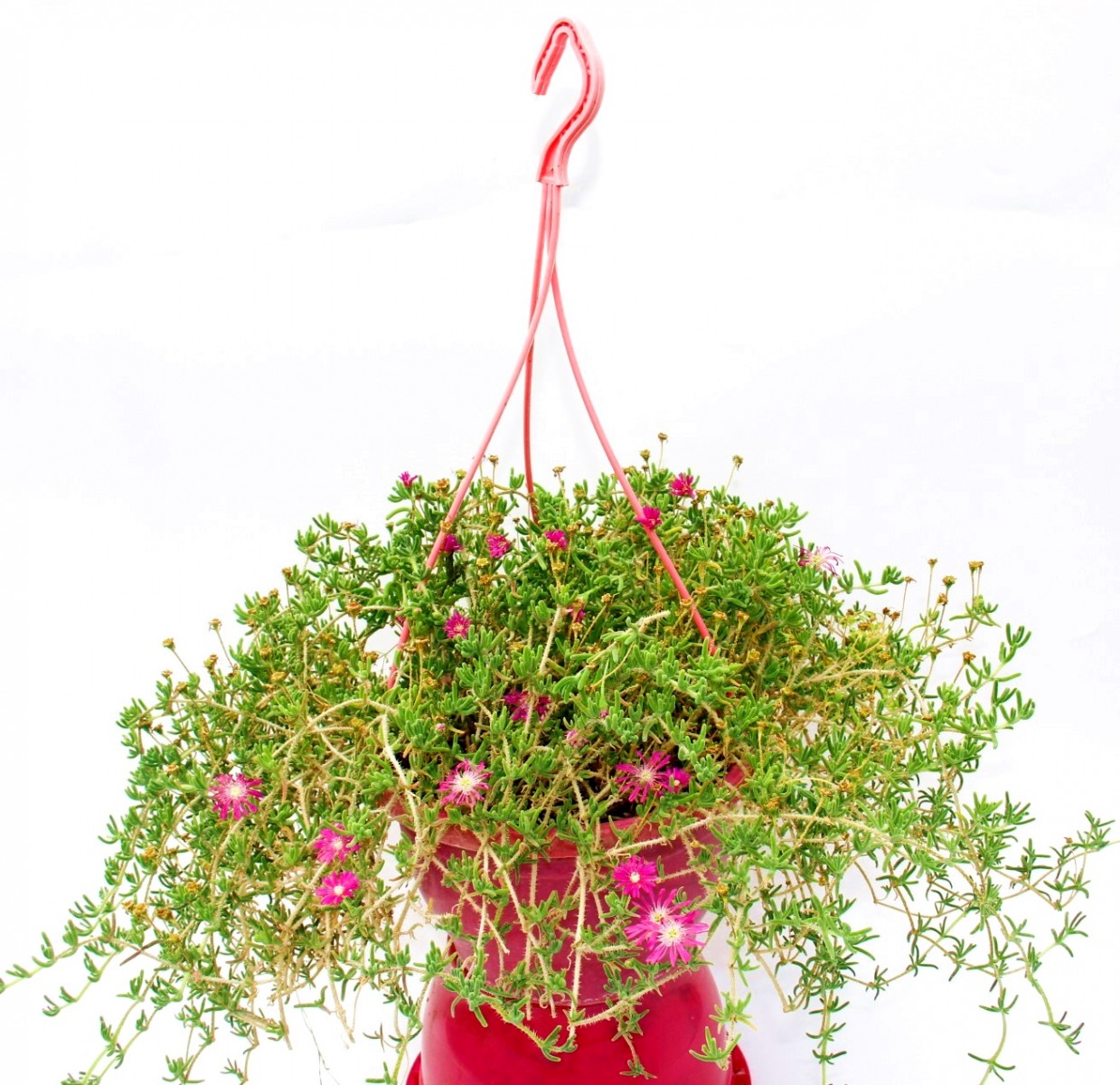 ACEM HALISI 5 ADET - PEMBE ASKILI SAKSIDA HEDİYELİK