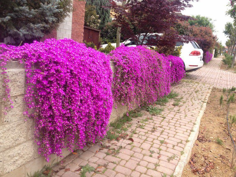 ACEM HALISI - ASKILI SAKSIDA HEDİYELİK ACEM HALISI - ASKILI SAKSIDA HEDİYELİK