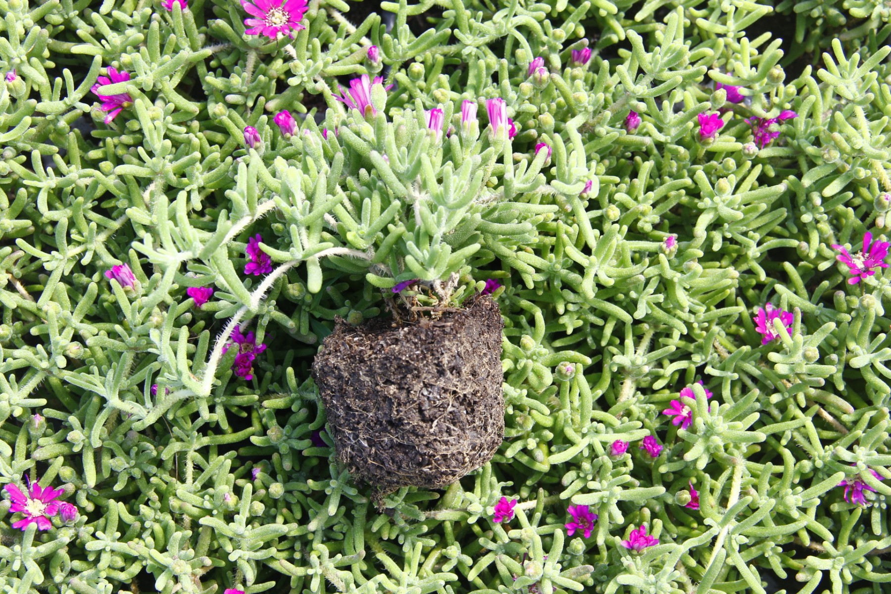 ACEM HALISI ÇİÇEĞİ 10 ADET - YER ÖRTÜCÜ SARKICI BİTKİ