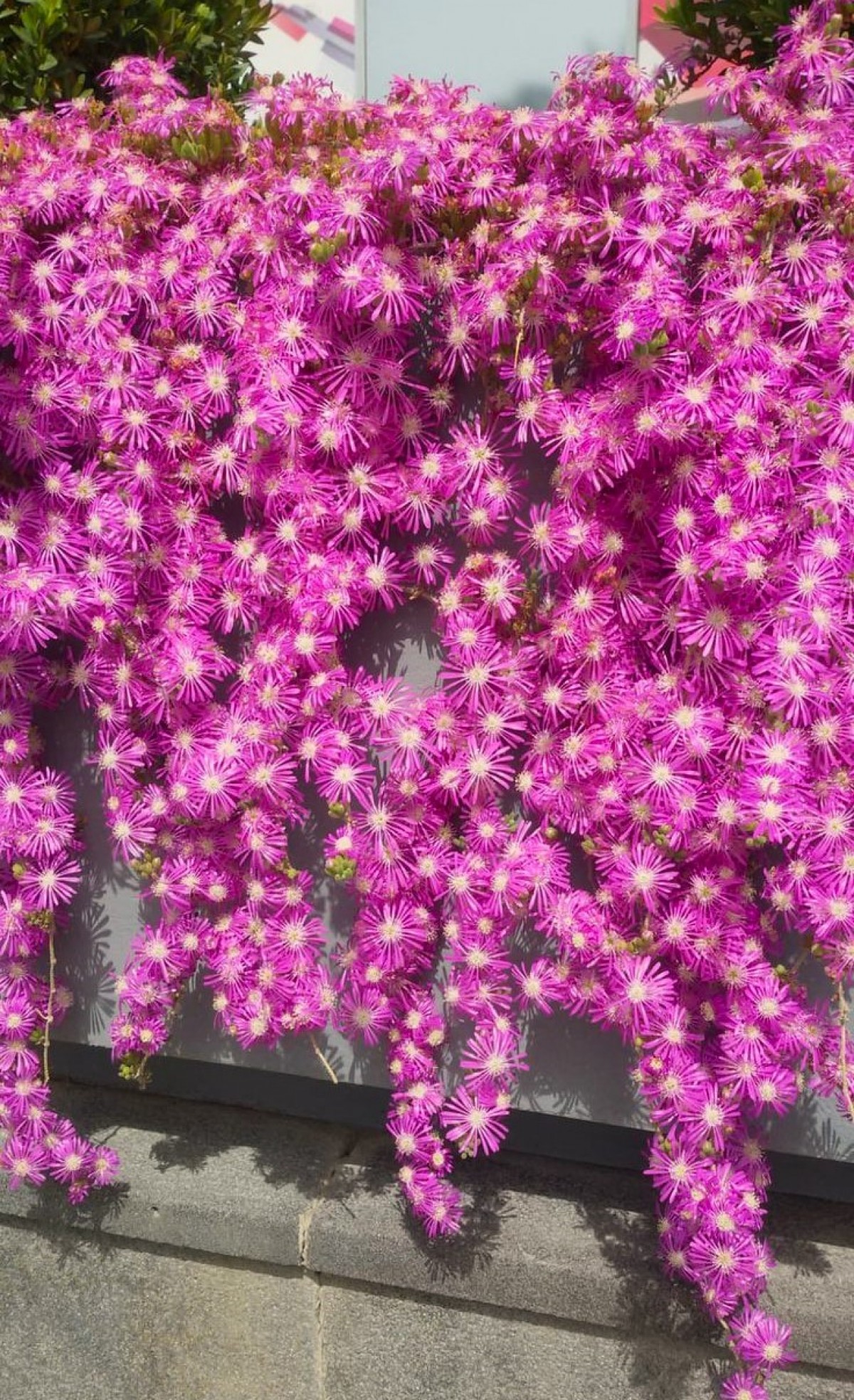 ACEM HALISI ÇİÇEĞİ 10 ADET - YER ÖRTÜCÜ SARKICI BİTKİ