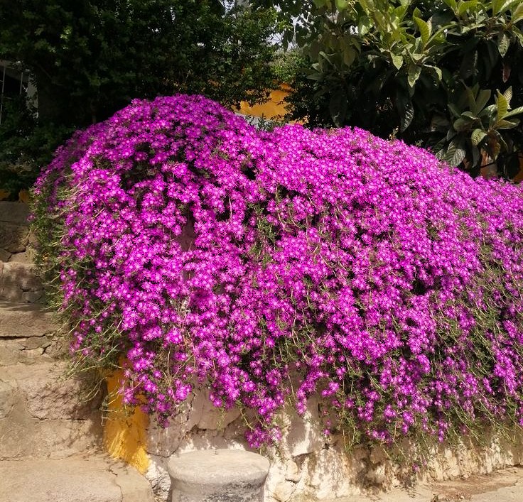 ACEM HALISI ÇİÇEĞİ 25 ADET - YER ÖRTÜCÜ SARKICI BİTKİ ACEM HALISI ÇİÇEĞİ 25 ADET - YER ÖRTÜCÜ SARKICI BİTKİ