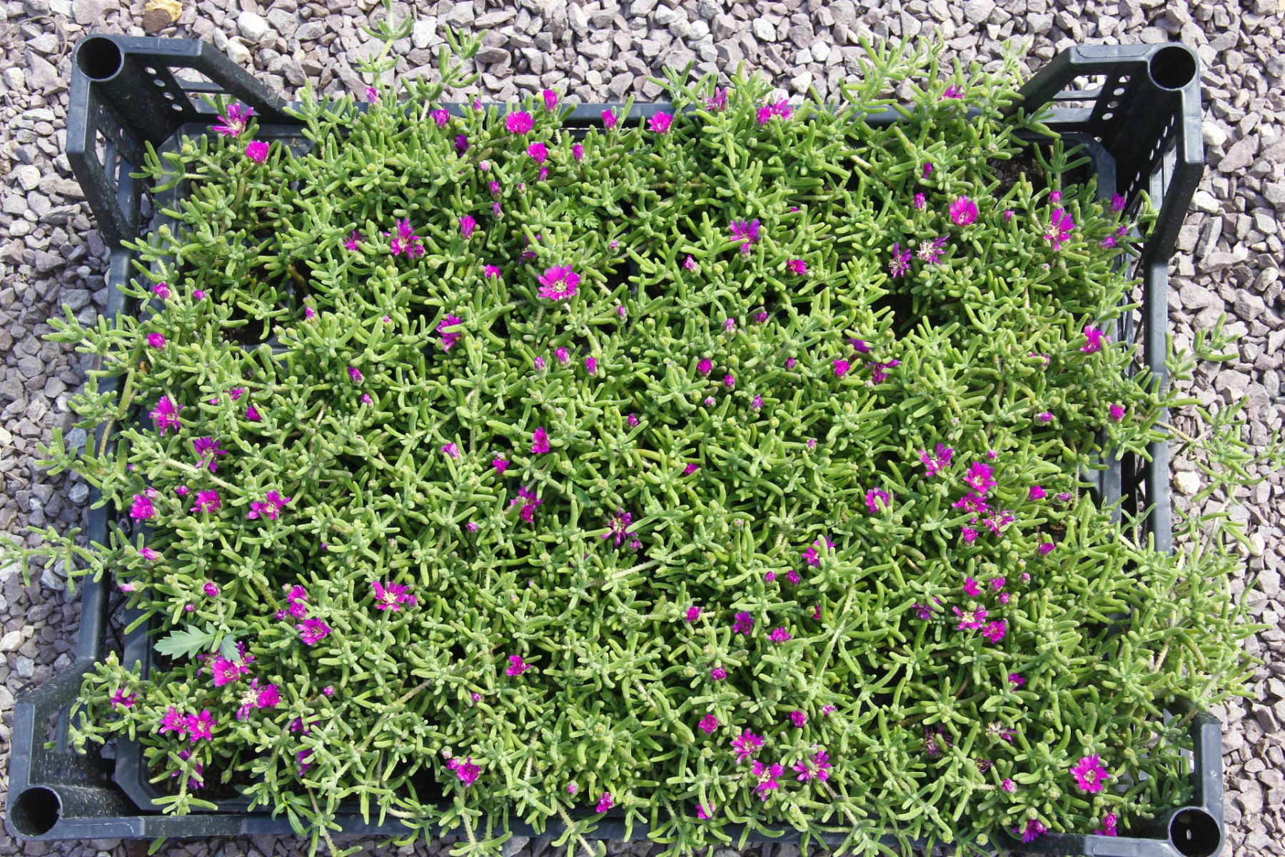 ACEM HALISI ÇİÇEĞİ 25 ADET - YER ÖRTÜCÜ SARKICI BİTKİ