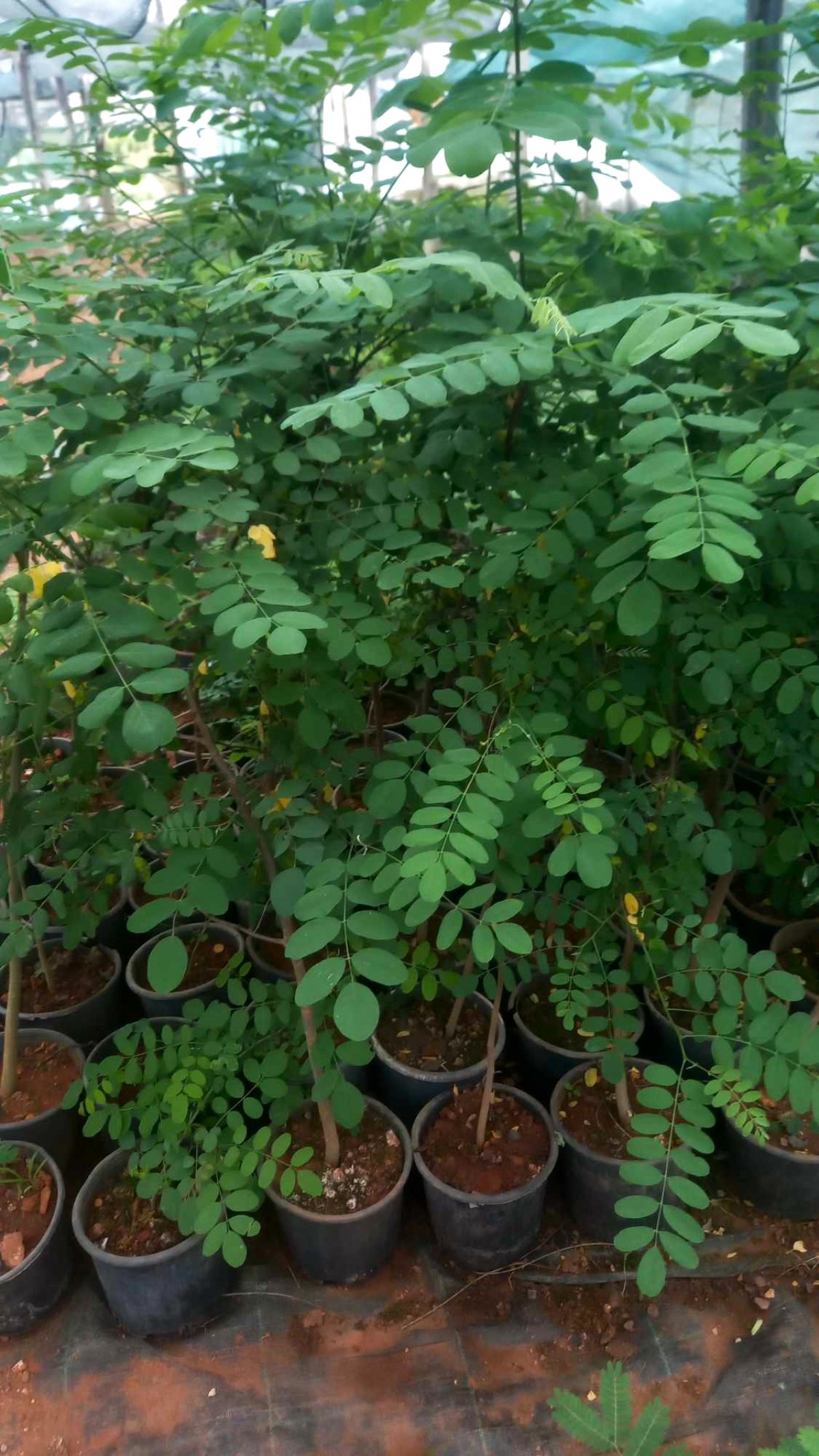 akasya-fidani-beyaz-cicekli-akasya-100-150-cm_5.jpg?v=1715243190