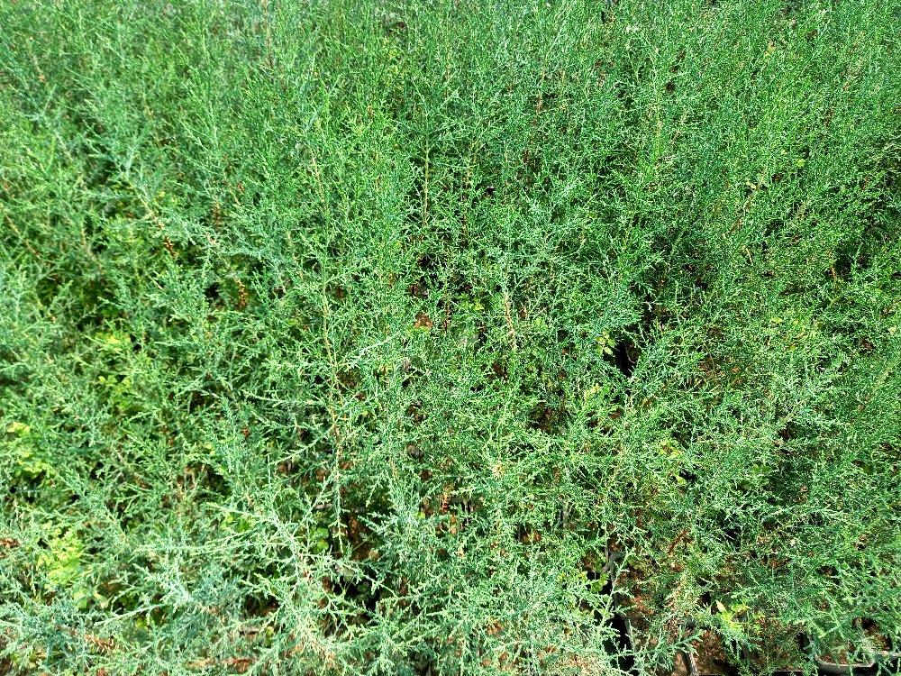Akdeniz Servisi - Cupressus Sempervirens (5'li Paket)