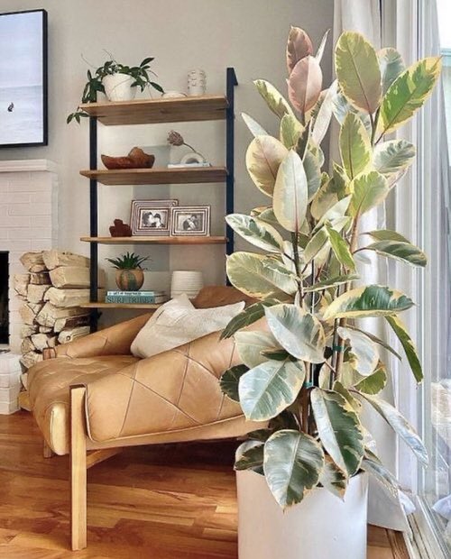 Alacalı Kauçuk –  Ficus Elastica Tineke 40-60 cm