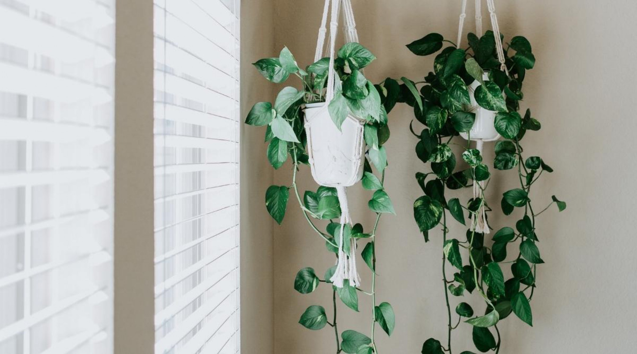 Alacalı Pothos Sarmaşığı& Yeşil Pothos Sarmaşığı- Askılı Saksıda