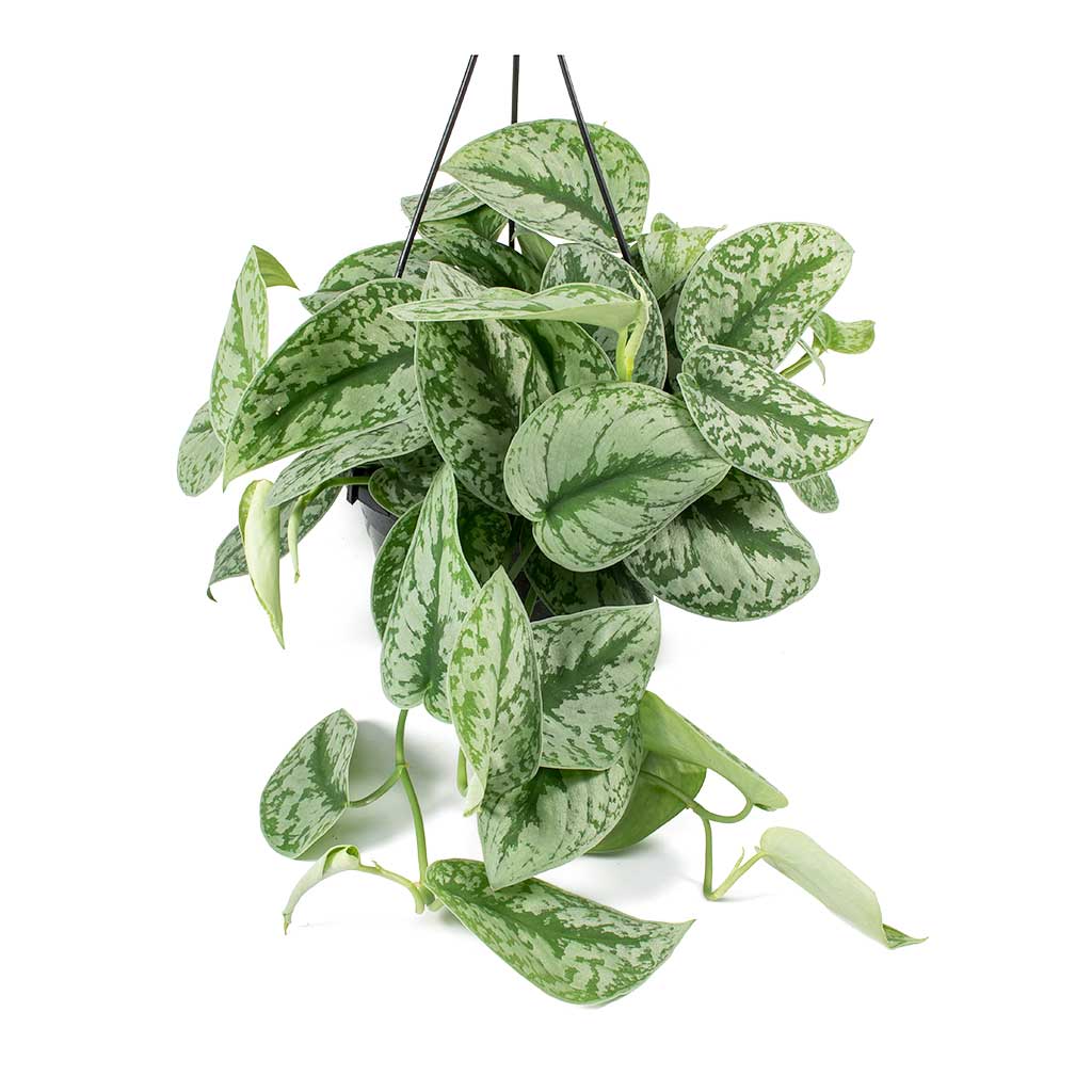 Alacalı Pothos Sarmaşığı& Yeşil Pothos Sarmaşığı- Askılı Saksıda
