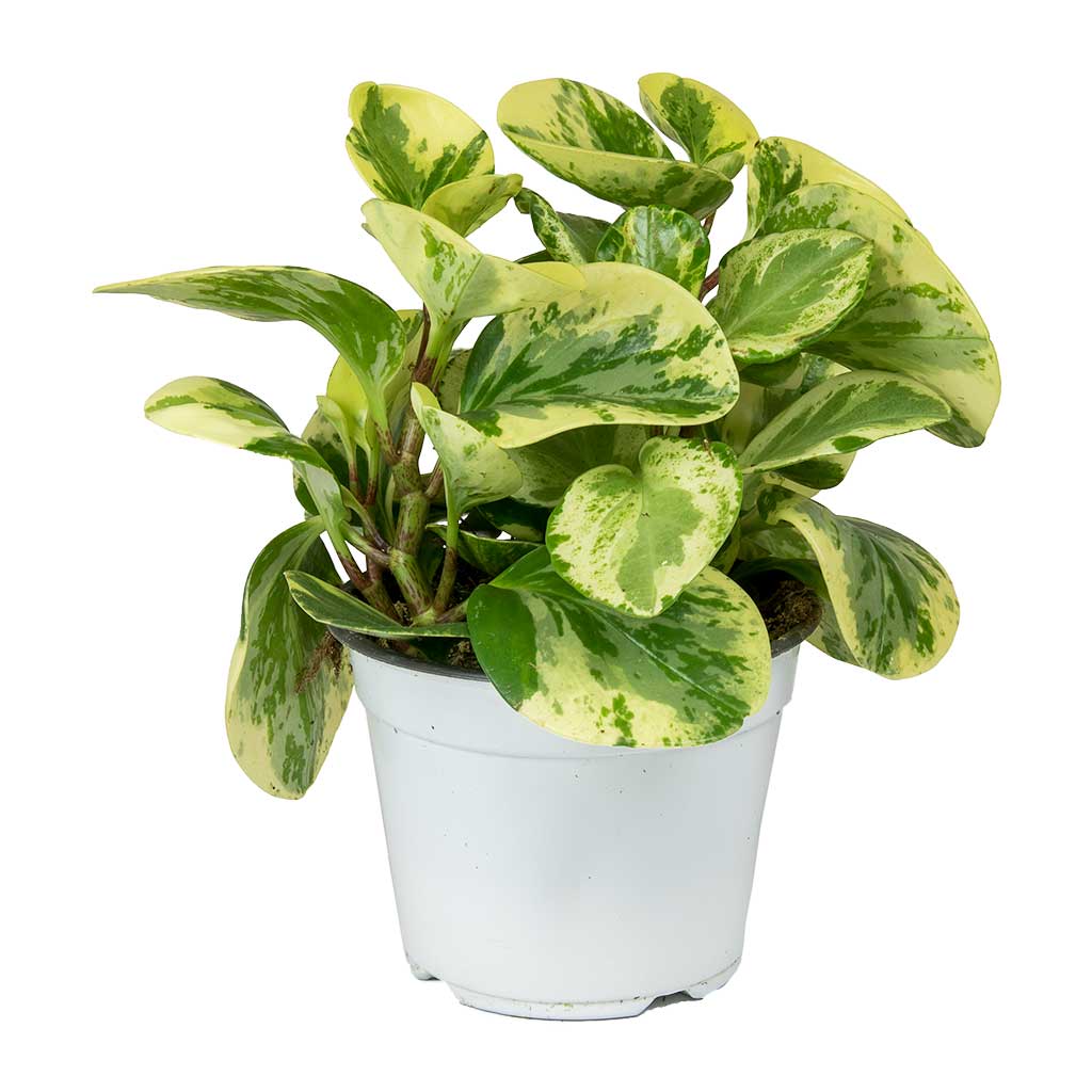 Alacalı Zümrüt Dalgası – Peperomia Obtusifolia