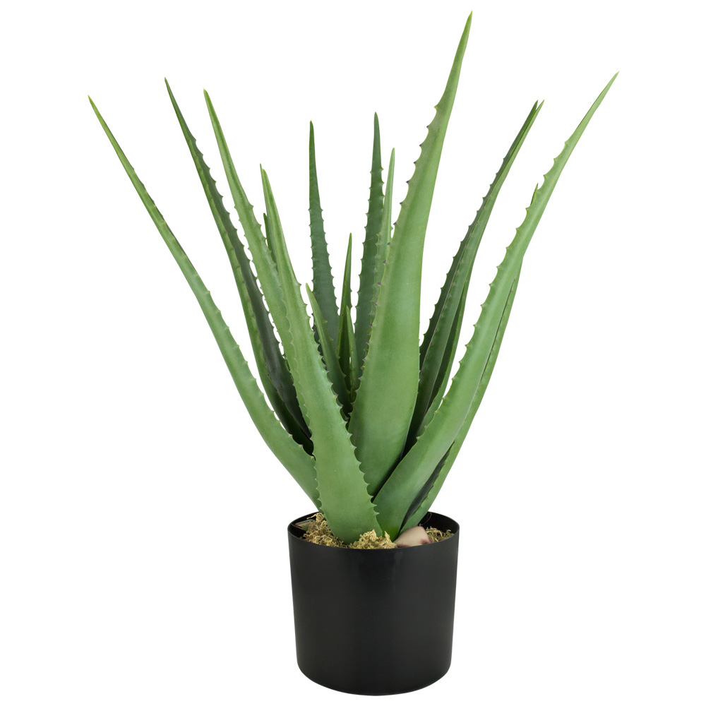 Aloe vera – Sarı sabır