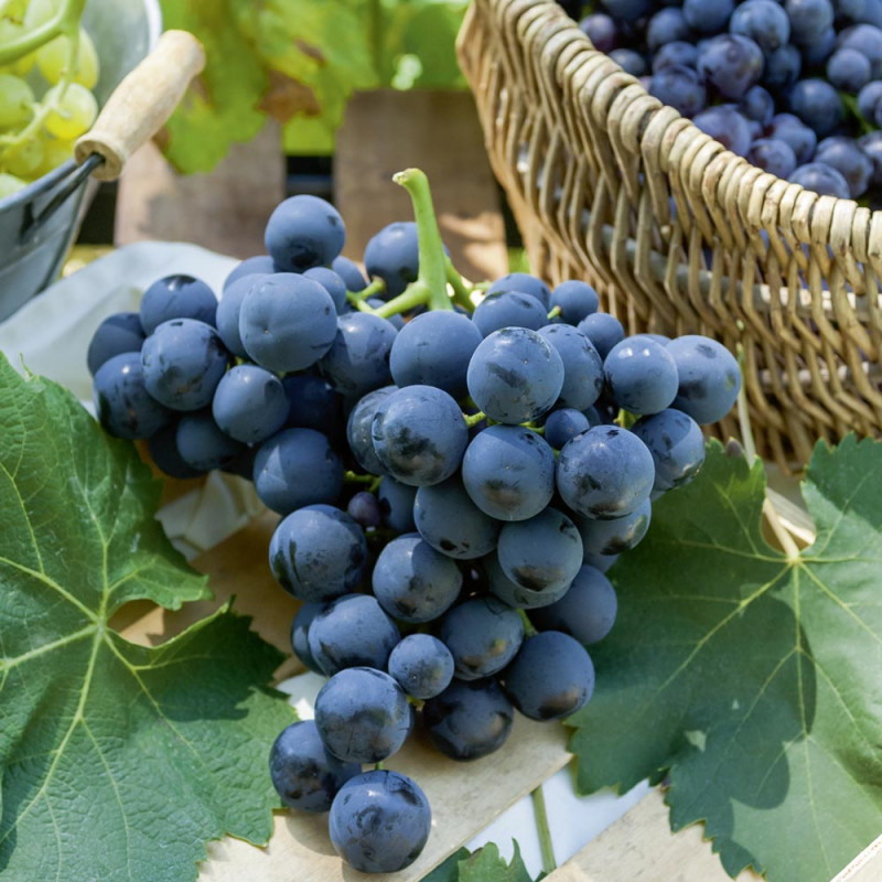 Alphonse Lavella Üzüm Fidanı 2 Yaş Tüplü 5 Adet Alphonse Lavella Üzüm Fidanı 2 Yaş Tüplü 5 Adet