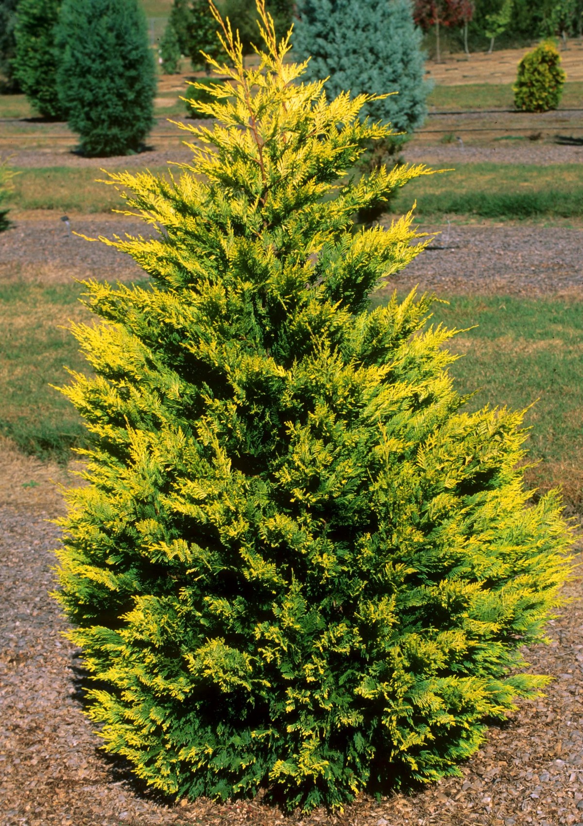 ALTUNİ LEYLANDİ GOLDRİDER - AŞILI SARI ÇİT BİTKİSİ ALTUNİ LEYLANDİ GOLDRİDER - AŞILI SARI ÇİT BİTKİSİ