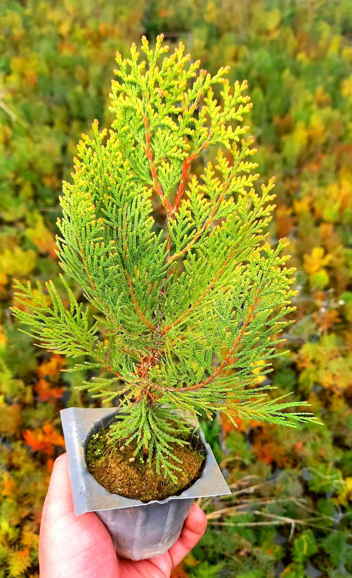 ALTUNİ MAZI FİDANI 10 ADET 20-30 cm - SARI ÇİT BİTKİSİ ALTUNİ MAZI FİDANI 10 ADET 20-30 cm - SARI ÇİT BİTKİSİ