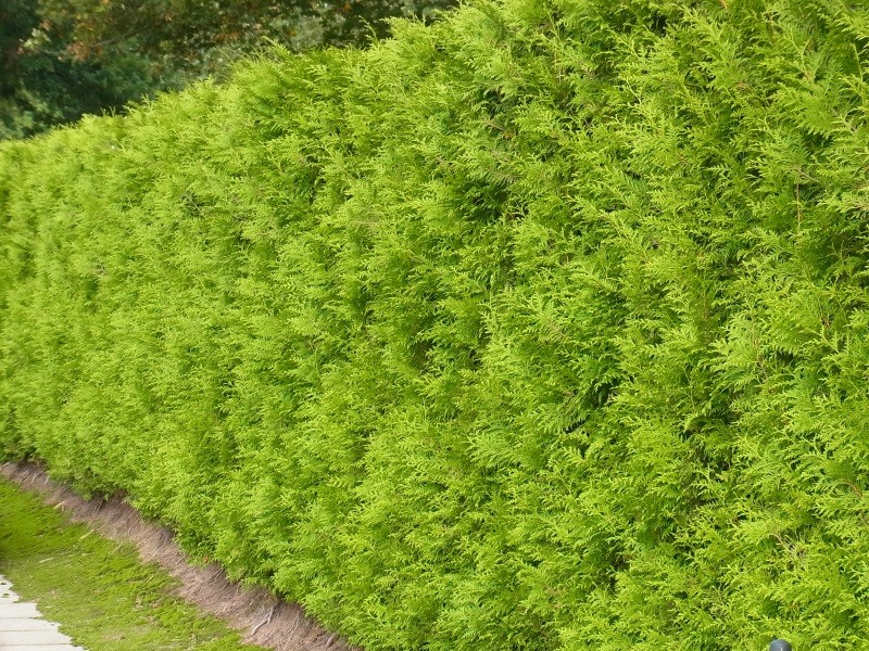 ALTUNİ MAZI FİDANI 100 ADET - SARI ÇİT BİTKİSİ