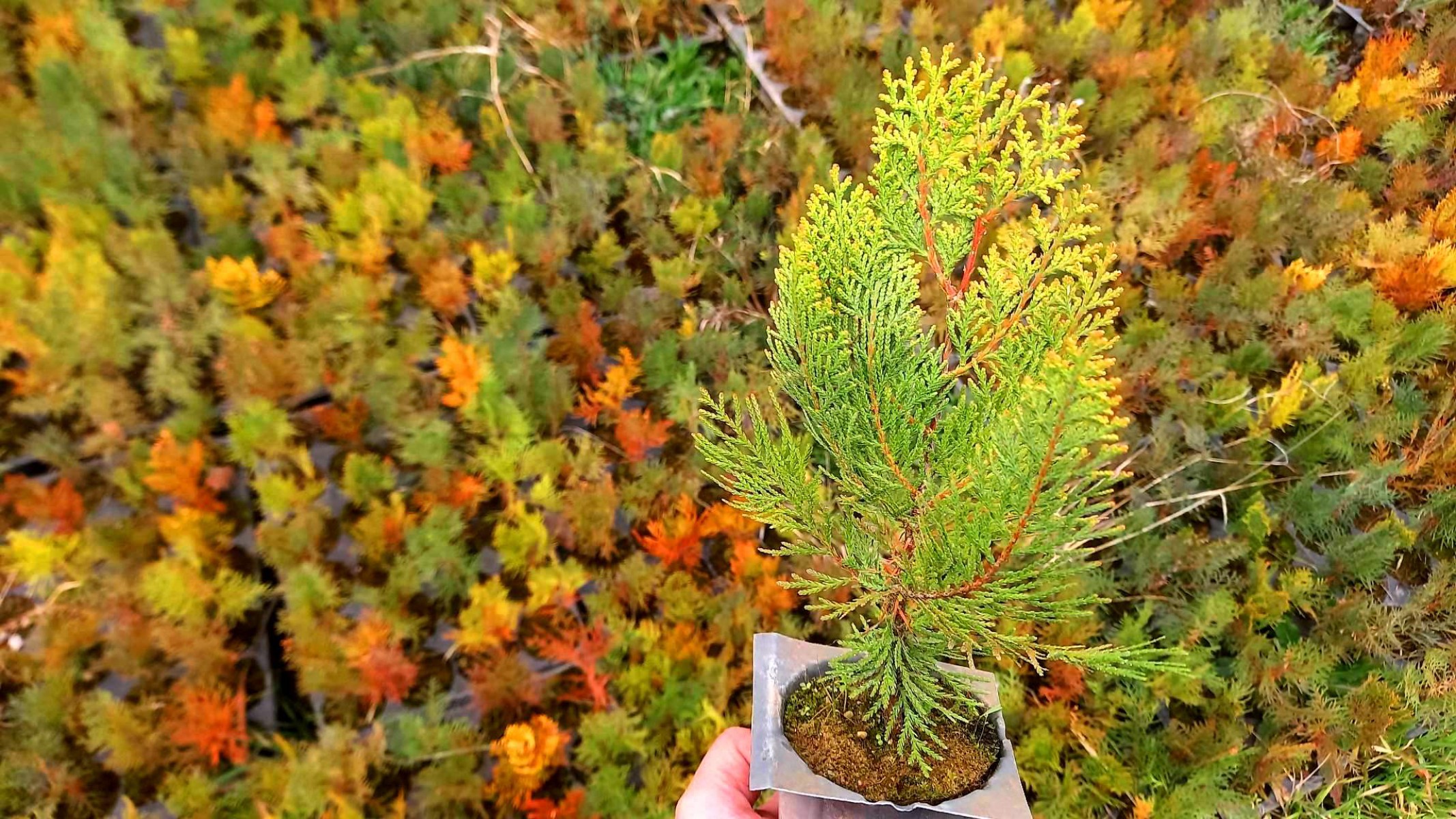 ALTUNİ MAZI FİDANI 20-30 cm - SARI ÇİT BİTKİSİ ALTUNİ MAZI FİDANI 20-30 cm - SARI ÇİT BİTKİSİ