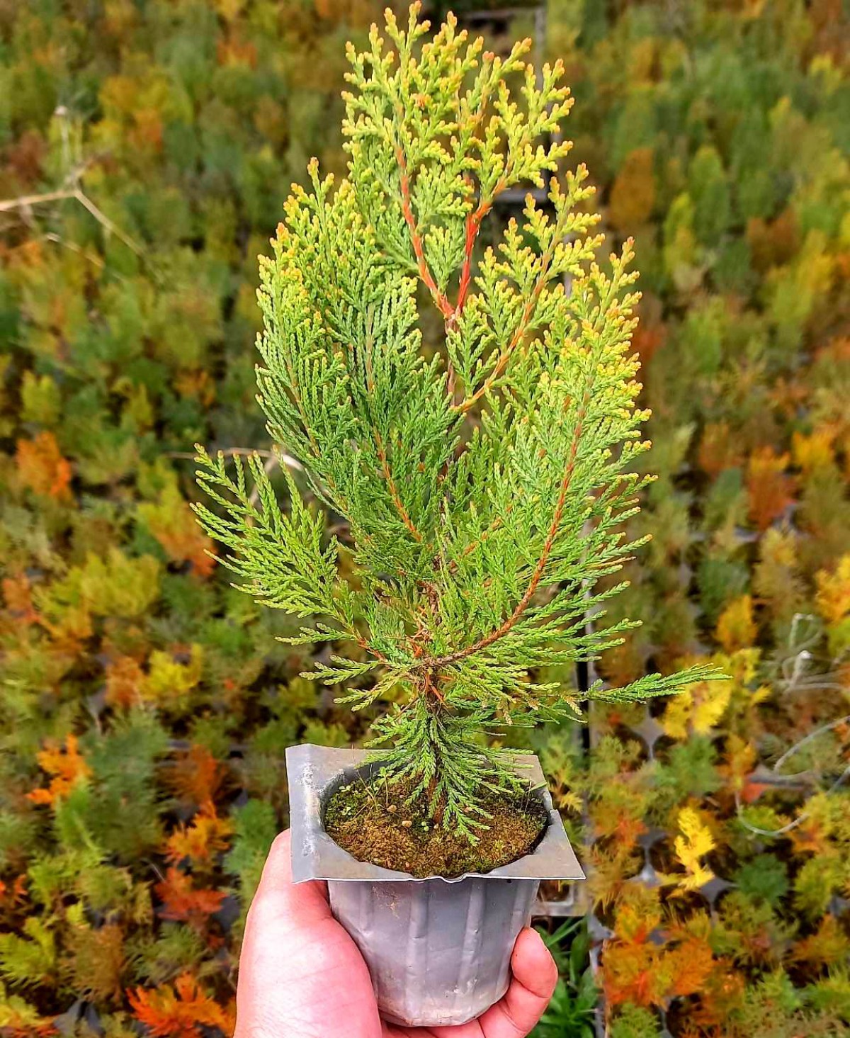 ALTUNİ MAZI FİDANI 20 ADET 20-30 cm - SARI ÇİT BİTKİSİ ALTUNİ MAZI FİDANI 20 ADET 20-30 cm - SARI ÇİT BİTKİSİ