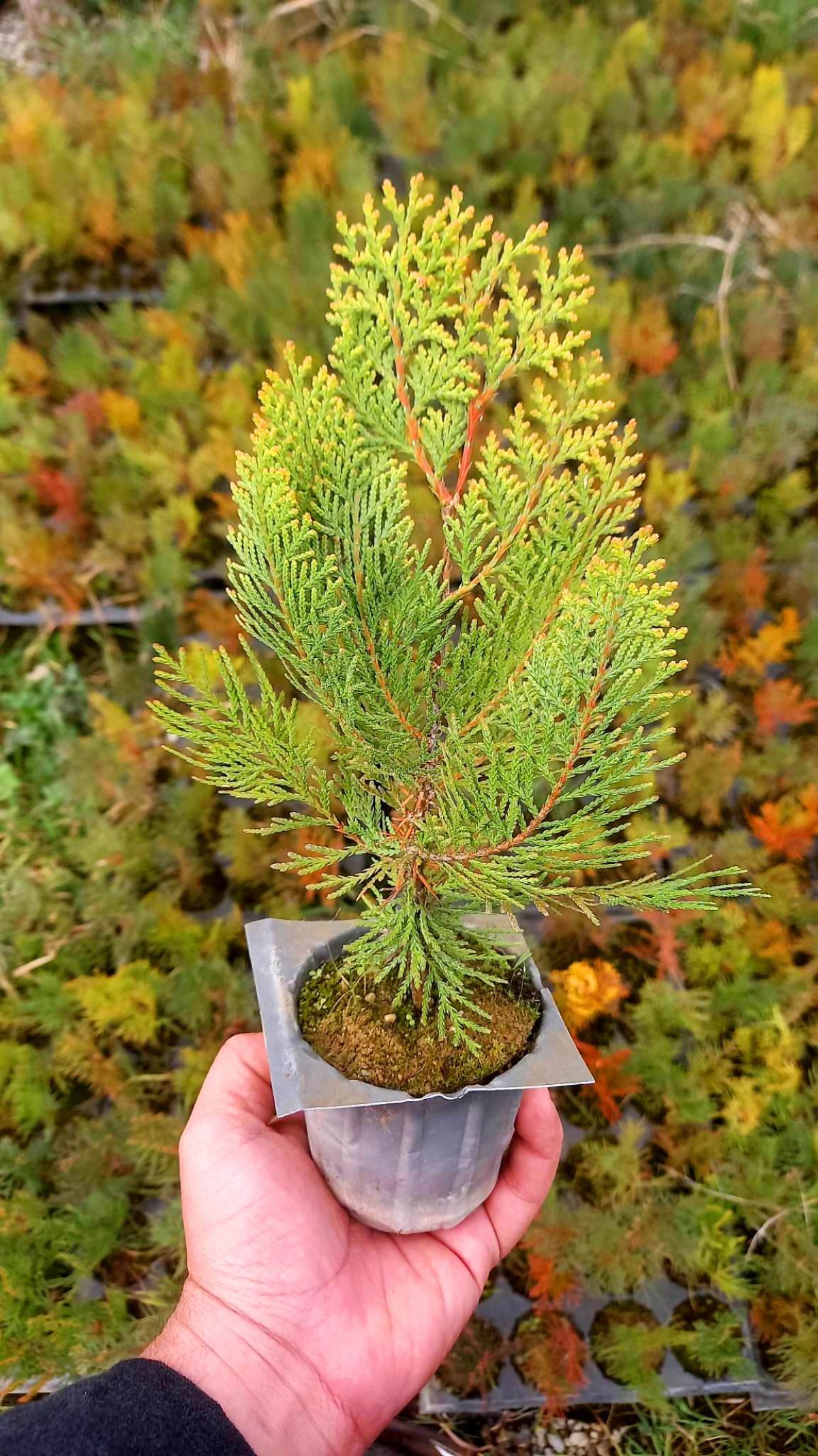 ALTUNİ MAZI FİDANI 20 ADET 20-30 cm - SARI ÇİT BİTKİSİ ALTUNİ MAZI FİDANI 20 ADET 20-30 cm - SARI ÇİT BİTKİSİ